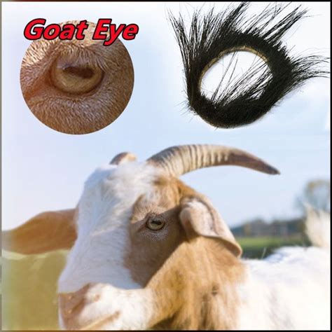 Pilik mata ng kambing sex video with goats eye hairy